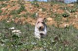 FOX TERRIER 141